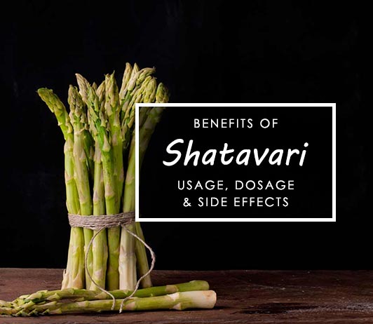 Shatavari pic Shatavari Side Effects and Uses