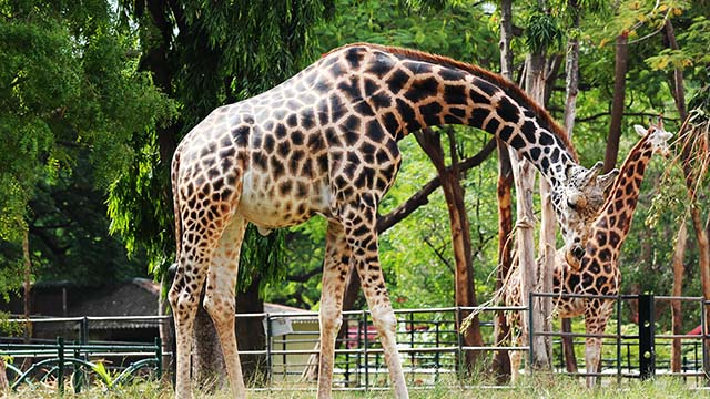 4-Mysore-Zoo