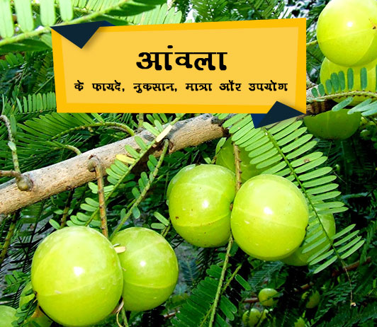 Amla आंवला क्यों जरूरी है: फायदे, नुकसान, मात्रा और उपयोग