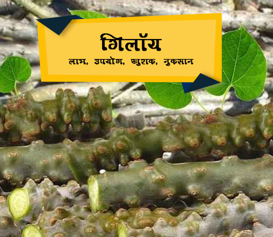giloy गिलॉय: लाभ, उपयोग, खुराक, नुकसान