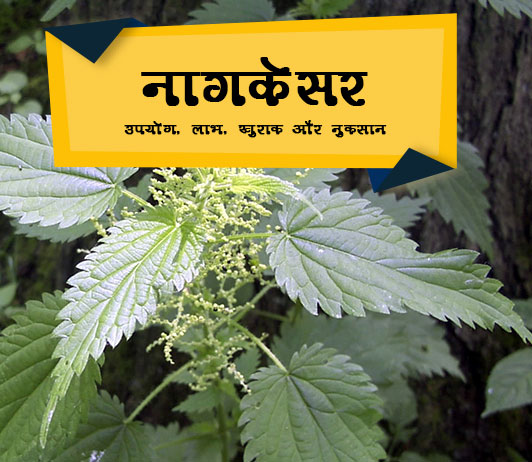 nagkesar Nagkesar ke fayde hindi me नागकेसर: उपयोग, लाभ, खुराक और साइड इफेक्ट्स