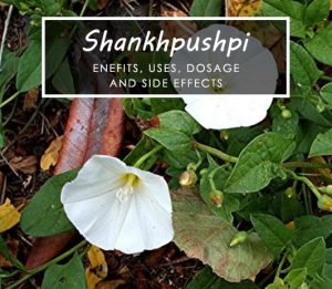 shankhpushpi dosage uses
