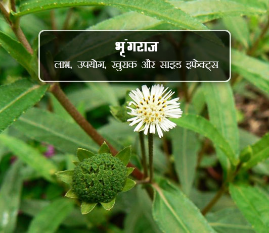 bhringraj bhringraj ke fayde aur nuksan in hindi