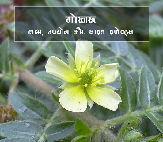 gokhru ke fayde aur nuksan