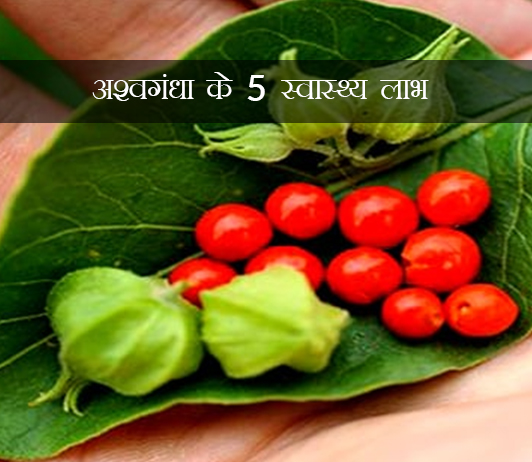 11 अश्वगंधा के 5 स्वास्थ्य लाभ जो आपको स्वाभाविक रूप से वजन कम करने में मदद कर सकते हैं (Ashwagandha For Weight Loss In Hindi)