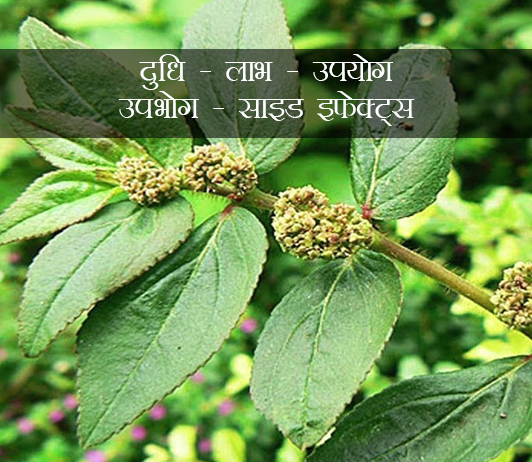 23 दुधि: लाभ, उपयोग, उपभोग, साइड इफेक्ट्स (Dudhi In Hindi)