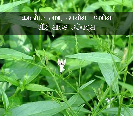 Kalmegh ke fayde aur nuksan in hindi Kalmegh ke fayde aur nuksan in hindi