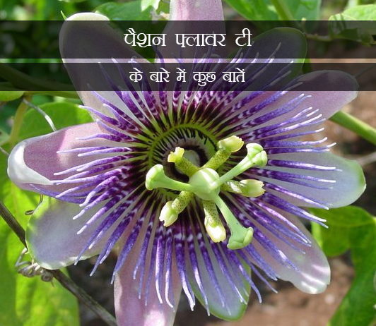 1 The Truth About Passion Flower Tea in Hindi पैशन फ्लावर टी के बारे में कुछ बातें