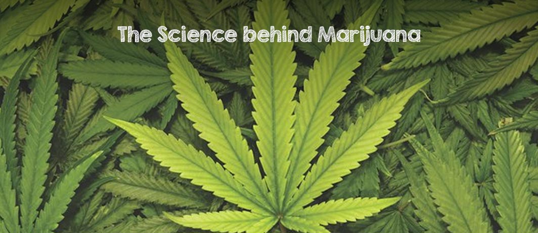 02-21_Marijuana Scientific Benefits of Marijuana. Side effect of weed. Myths about Cannabis