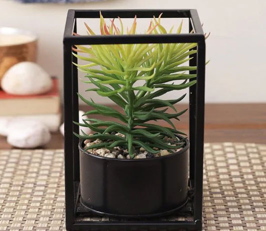 pepperfry_indoor_plants