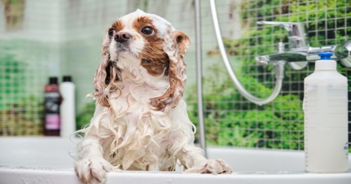 Best dog shampoos Best dog shampoos