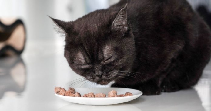 Best-Cat-Food Best Cat Food
