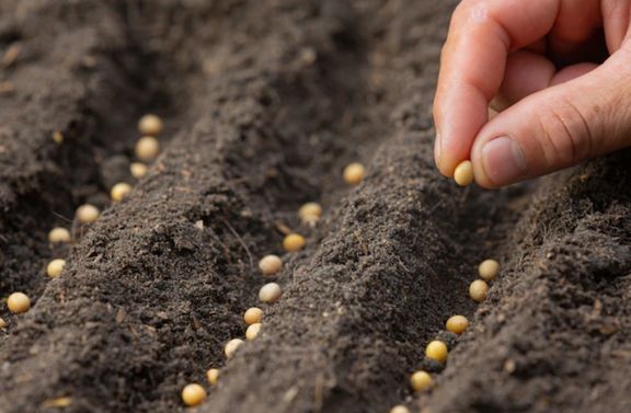 farmer planting seed 