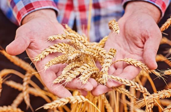 Wheat Processing